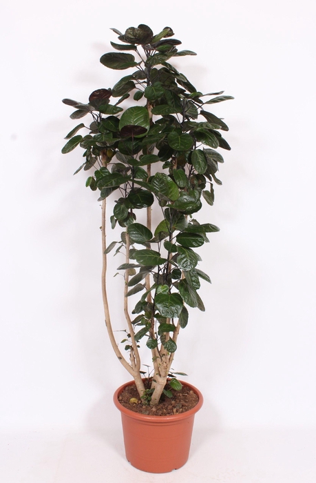 <h4>Polyscias Fabian</h4>