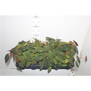 Phil Scandens Micans