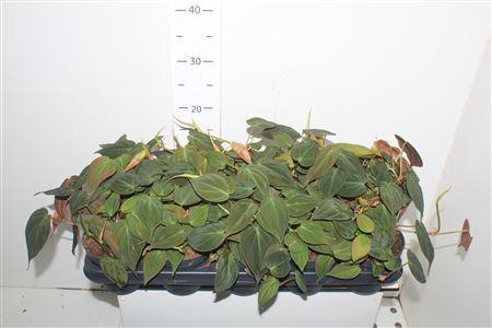 <h4>Phil Scandens Micans</h4>