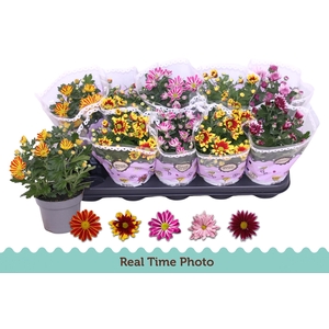 CHRYS GEM 2 KL BLOEM