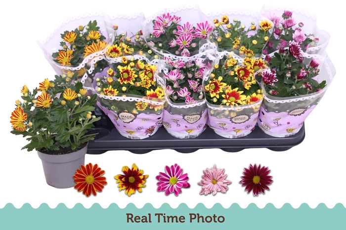 <h4>CHRYS GEM 2 KL BLOEM</h4>