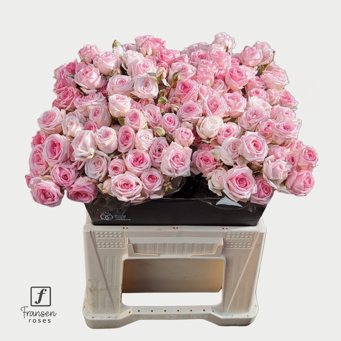 <h4>R TR Kate-lynn 40cm</h4>