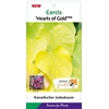 Cercis canadensis