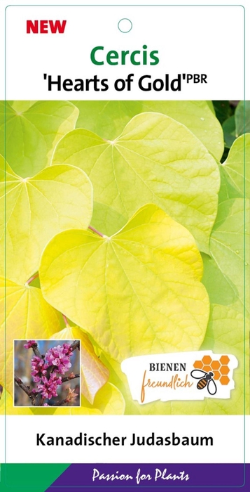Cercis canadensis