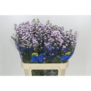 Aster Baby Pink Pearl