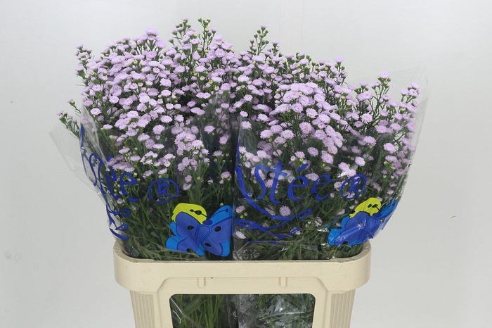 <h4>Aster Baby Pink Pearl</h4>