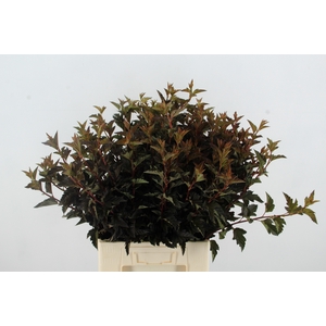 PHYSOCAR BLAD D.ROOD