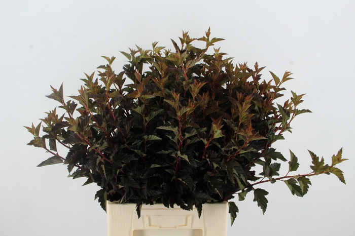PHYSOCAR BLAD D.ROOD
