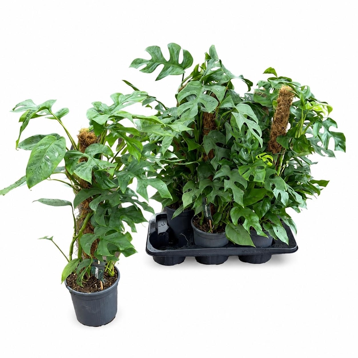 <h4>MONSTERA OV</h4>