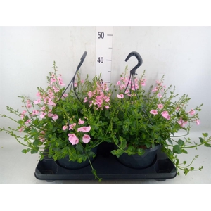 Diascia  'FlyColors'   ...mix