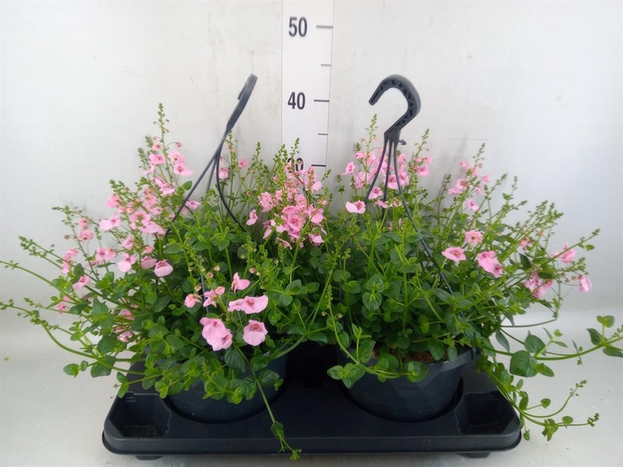 <h4>Diascia  'FlyColors'   ...mix</h4>
