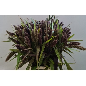 SETARIA IT RED JEWEL