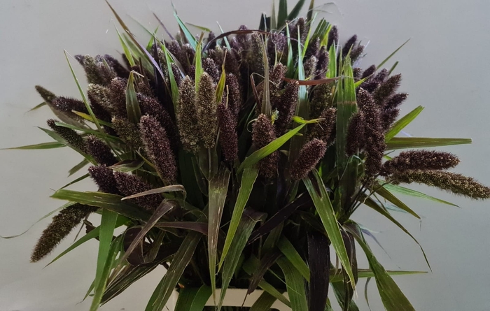 <h4>SETARIA IT RED JEWEL</h4>