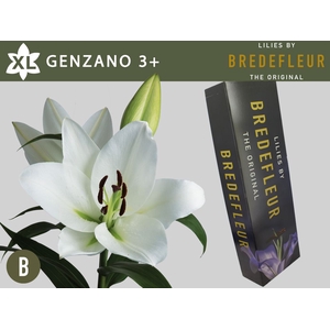 LI OT GENZANO 3+ QUALITY BOX