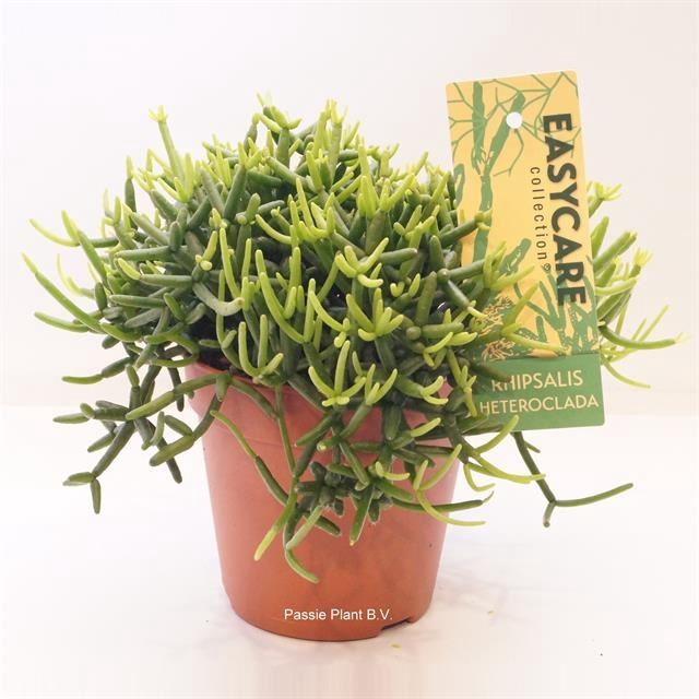 <h4>RHIPSALIS HETEROCLAD</h4>