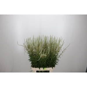 Veronica Virg Alba