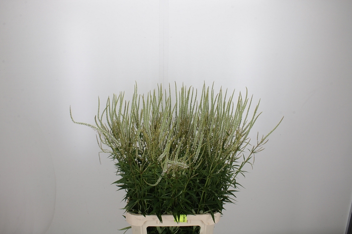 Veronica Virg Alba