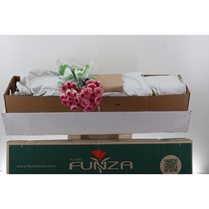 Di St Komachi Box