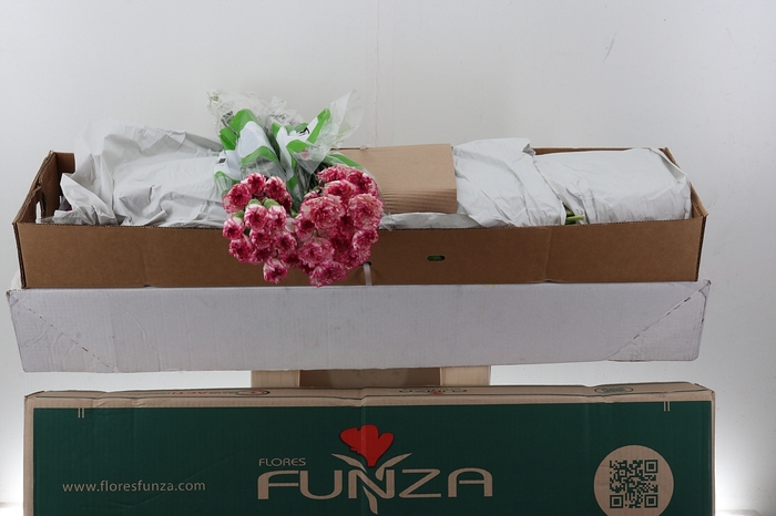 <h4>Di St Komachi Box</h4>
