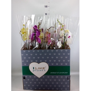 Phalaenopsis   ...mix