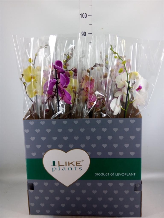 <h4>Phalaenopsis   ...mix</h4>
