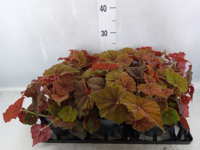 <h4>Begonia BD 'Beleaf Amber Love'</h4>