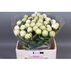 Paeonia Brother Chuck | XXL