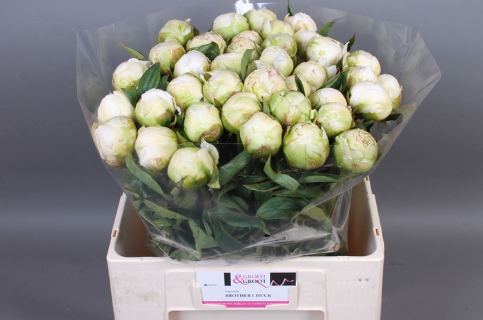 <h4>Paeonia Brother Chuck | XXL</h4>
