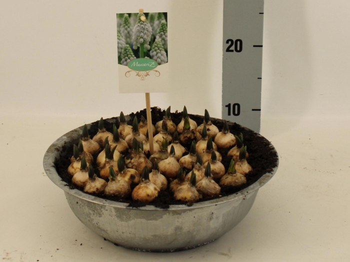 <h4>MUSCAR ESTHER</h4>