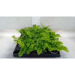 Adiantum raddi. 'Fritz-Luthi'