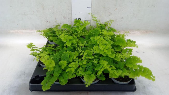 <h4>Adiantum raddi. 'Fritz-Luthi'</h4>