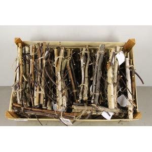 Birch Stem Branched 30cm (3pc)