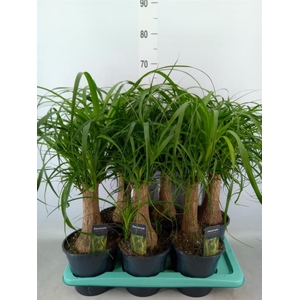 Beaucarnea recurvata