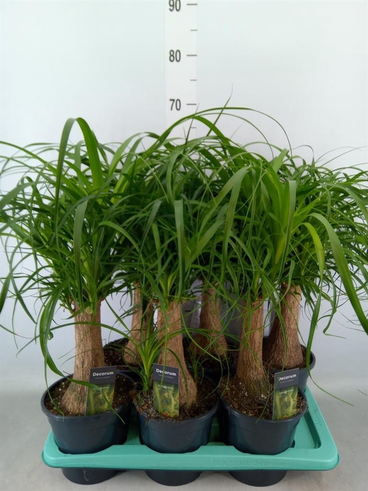 <h4>Beaucarnea recurvata</h4>