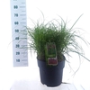 Miscanthus Red Chief