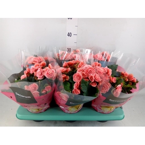 Begonia elat. DU 'Borias'