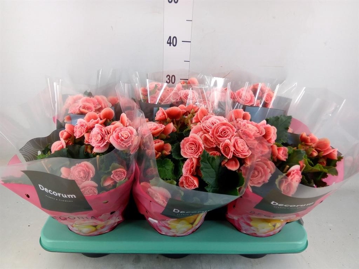 <h4>Begonia elat. DU 'Borias'</h4>