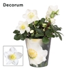 Helleborus n. Christmas Carol 12cm Decorum (M) pc