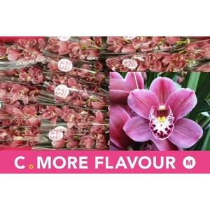 CYMB MI PINK PERFECT