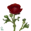 Ranunculus Elegance D Rood