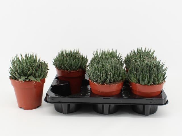 <h4>ALOE ARISTATA</h4>