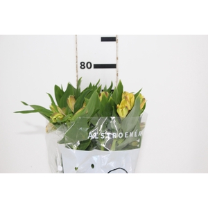 ALSTROEMERIA ALOHA 080 CM
