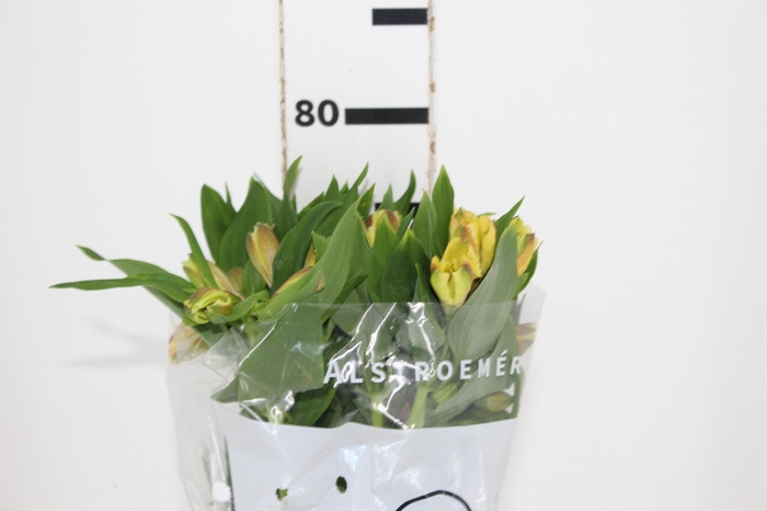 ALSTROEMERIA ALOHA 080 CM