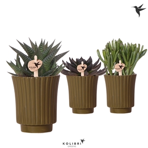 Kolibri Greens Succulenten mix in Retro pot green