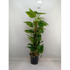 Epipremnum pinn.   ...moss stick