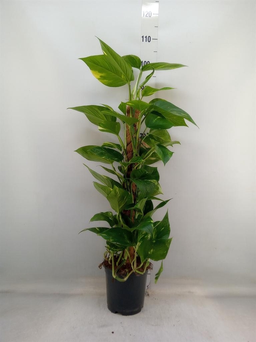 <h4>Epipremnum pinn. ...moss stick</h4>