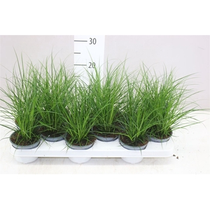 Carex Brunnea