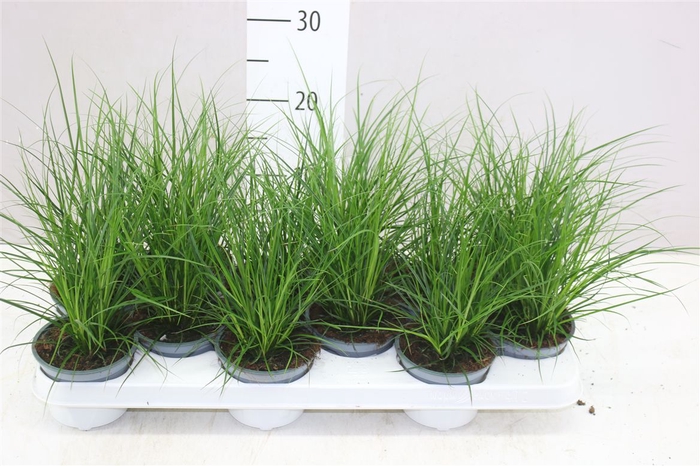 <h4>Carex Brunnea</h4>