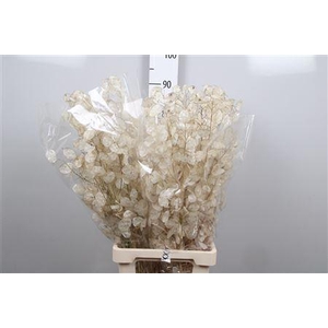 Lunaria Ann Dried White
