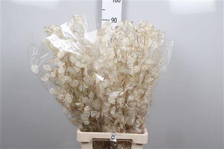 <h4>Lunaria Ann Dried White</h4>